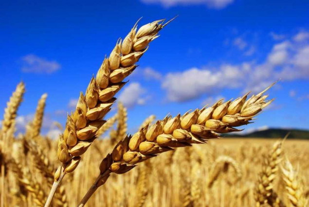 На Київщині планують посіяти понад 130 тис. гектарів озимих зернових культур під урожай 2023 року