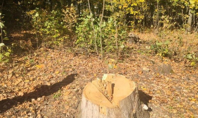 На Київщині невідомі вирубали дерева на понад 190 тисяч гривень