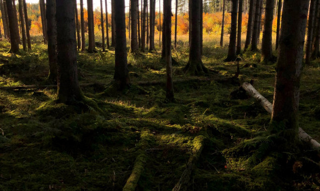 На Київщині з приватної власності державі повернуть землі лісогосподарського призначення вартістю понад 53 млн гривень