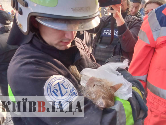 З-під завалів розбомбленого рашистами будинку в Шевченківському районі Києва врятували кота
