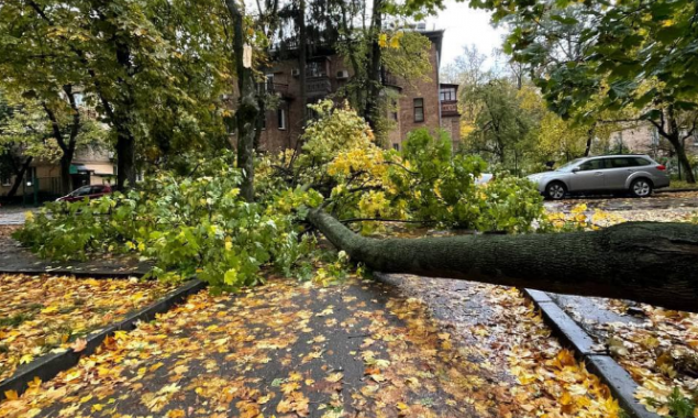 Попадали дерева: негода у столиці й на Київщині спричинила дещо руйнувань