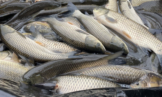 На Київщині судитимуть браконьєра, який незаконно виловив риби на 1,5 млн гривень