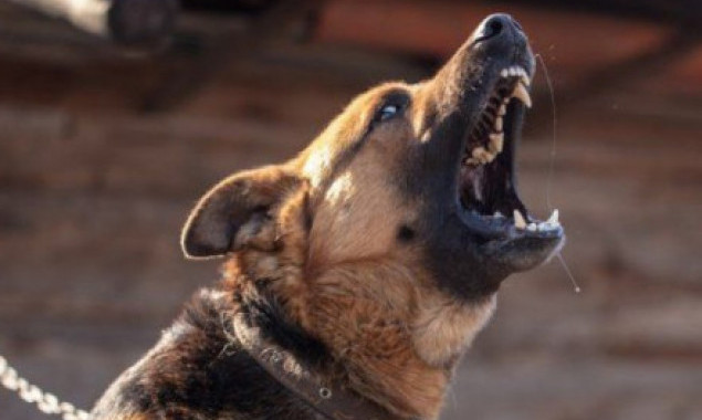 На Кагарличчині запроваджено карантинні обмеження через виявлений сказ у собаки