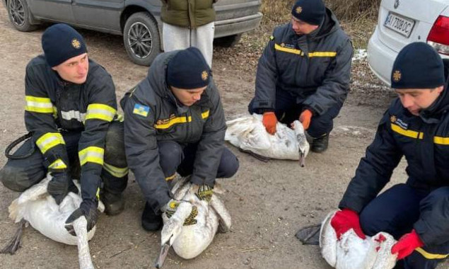 Рятувальники Київщини визволили лебедів з крижаної пастки