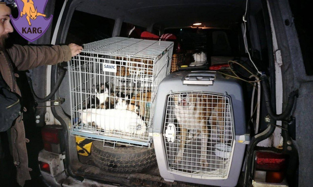 Столичні волонтери вивозять з Бахмута безхатніх та вуличних тварин (фото)