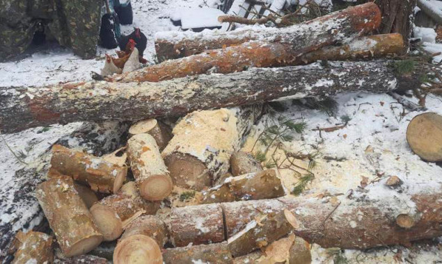 Поліцейські Києва затримали лісорубів, які напиляли дерев на 200 тисяч гривень