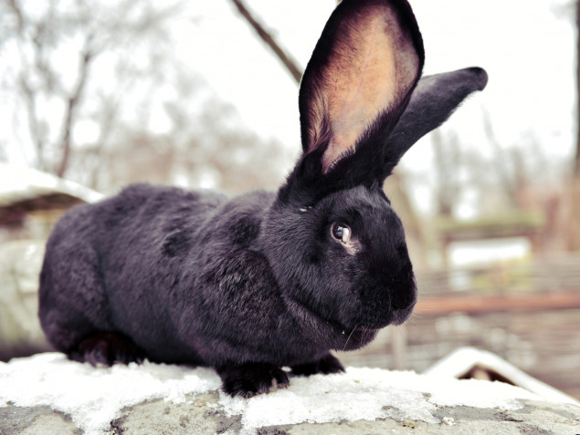 Київський зоопарк запрошує відвідати тематичну експозицію з кролями незвичайних порід (фото)