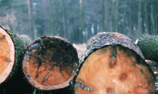Суд покарав лісництво на Київщині на 1 млн гривень за незаконну вирубку лісу