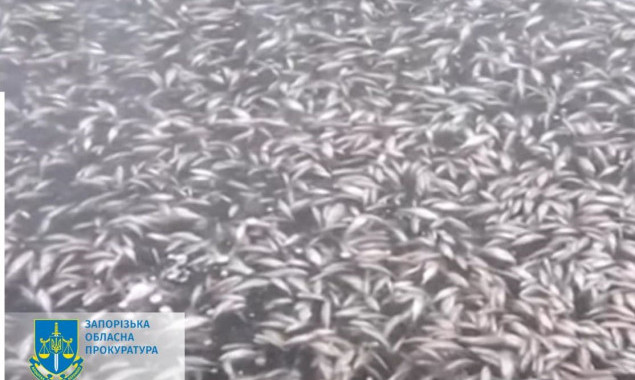 Прокуратура розпочала кримінальне провадження щодо масової загибелі риби у Дніпрі внаслідок обстрілів рф