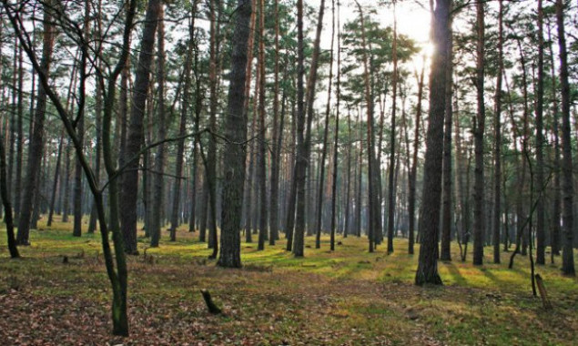 Нардеп Горобець взявся наглядати за лісовим фондом Київщини