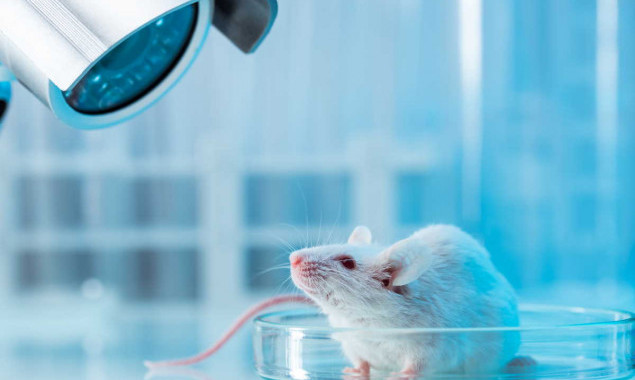 Інститут біотехнології і штамів шукає постачальника піддослідних щурів