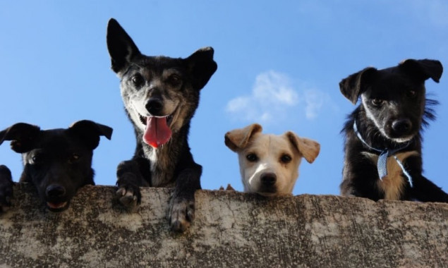 Боярка хоче виділити кошти на відлов та стерилізацію безпритульних собак