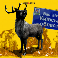 Здичавіння: на Київщині збільшилось поголів’я диких тварин і птахів