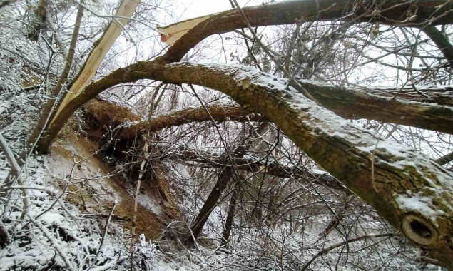 Київські комунальники виявили понад 60 повалених внаслідок негоди дерев (фото)