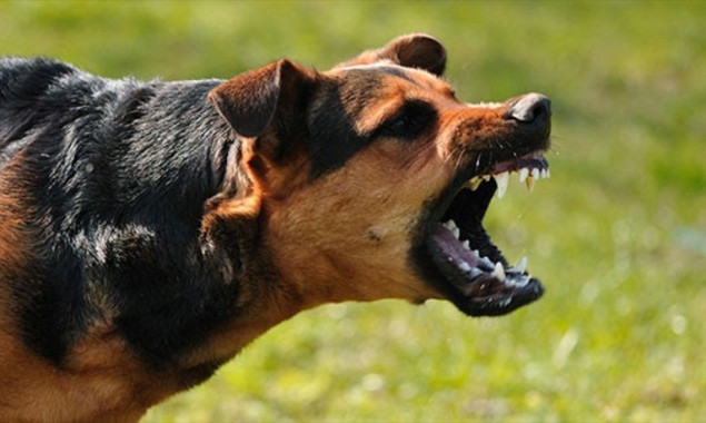 У Тетіївській громаді запровадили карантинні обмеження через сказ у безпритульного собаки