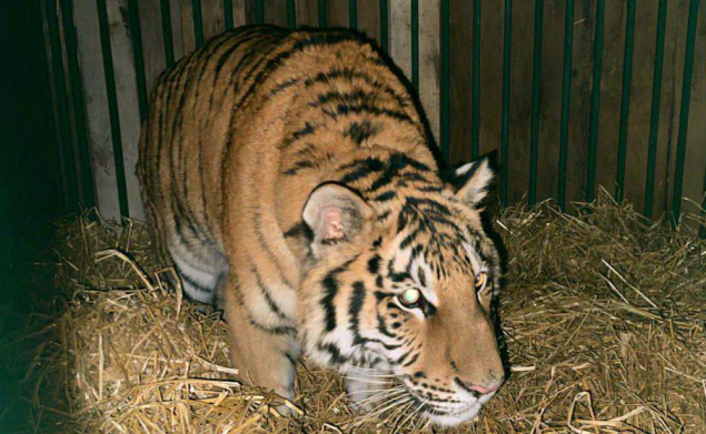 Центр порятунку диких тварин поповнився тигром, який перебував у приватній власності