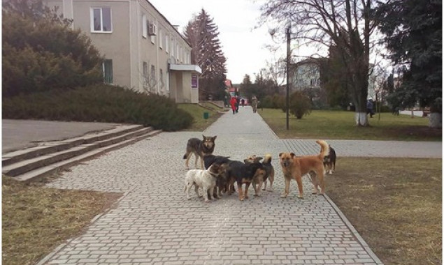 Білоцерківські ветеринари шукають безпритульних собак для стерилізації