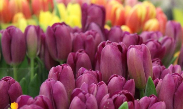 На “Співочому” розквітнуть понад 500 тисяч тюльпанів