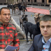 Без грошей та без порядку: Київрада залишила безпритульних котів та собак голодними