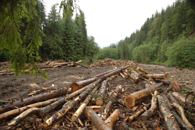 Прокурори Київської області вимагають від лісгоспу 2,6 млн гривень за незаконну порубку дерев