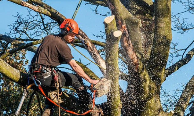 У Требухові та Княжичах за 1,24 млн гривень планують вирубати аварійні дерева