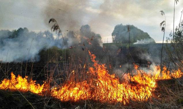 На Київщині з початку року в природних екосистемах виникло більше 1,3 тисяч пожеж