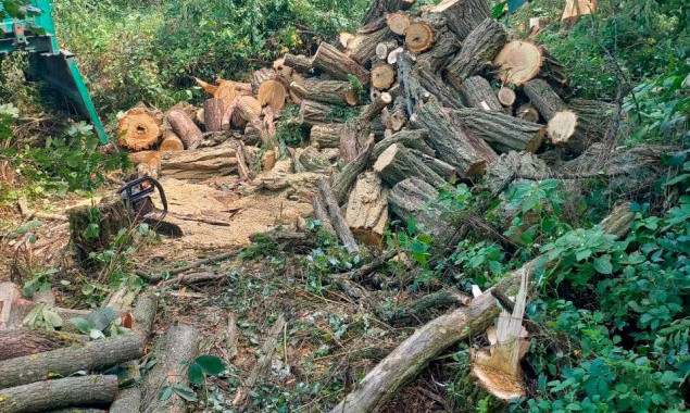 На Білоцерківщині завдяки фотопасткам затримали групу “чорних лісорубів”, які нарубали деревини на 90 тисяч гривень