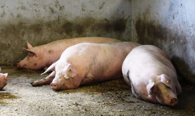 У Ржищівській громаді ввели 40-денний карантин через спалах африканської чуми свиней 