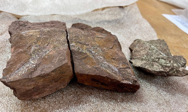 Київські митники перешкодили вивезенню з України каменів віком 407 мільйонів років з відбитками давніх вимерлих риб