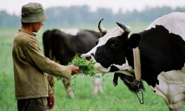На Київщині власники корів зможуть отримати дотації, – КОВА 