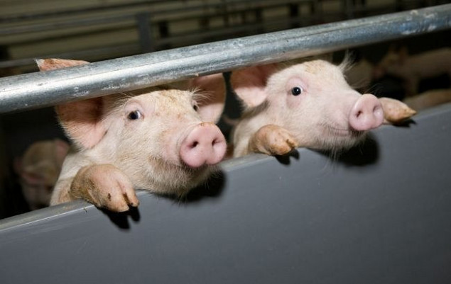 В Бориспільському районі зареєстровано нові випадки африканської чуми свиней
