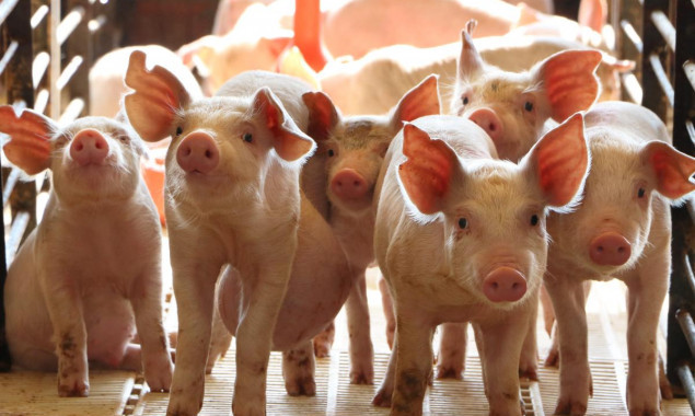На Білоцерківщині зареєстровано випадок африканської чуми свиней