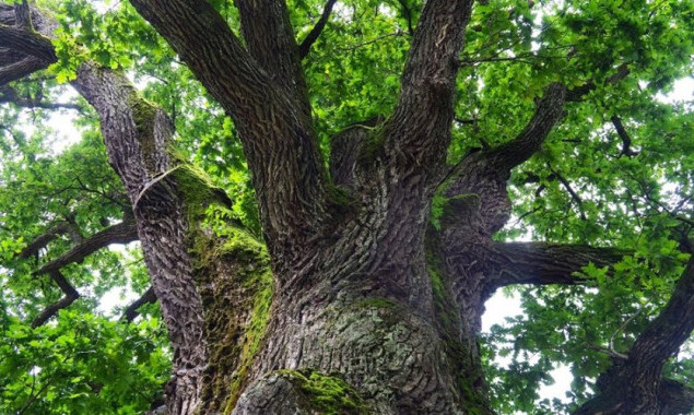 Столичні екологи просять створити пам’ятку природи “Вікова діброва” у Голосіївському районі та захистити її від забудови