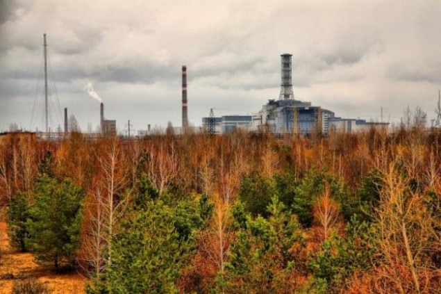 За розчищення лісів у Чорнобильській зоні заплатять 3,3 млн гривень