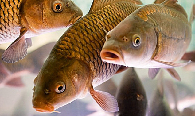 Відсьогодні на Київщині встановлено заборону на вилов риби у зимувальних ямаx