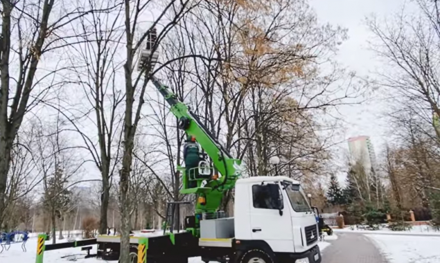 У Києві протягом року від омели розчистили понад 5 тисяч дерев (відео)