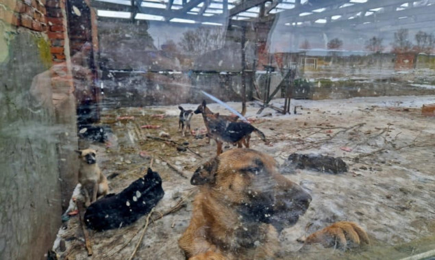 Правоохоронці розслідують справу про жорстоке поводження з тваринами у притулку на Київщині
