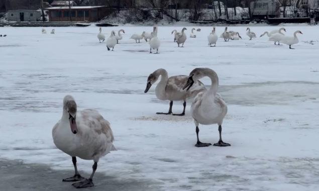 Біля столичного парку Прибережний на Дніпрі врятували близько 40 лебедів (фото, відео)