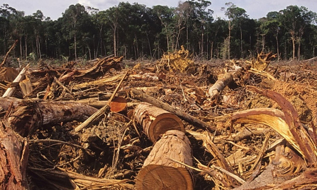 На Київщині майстер лісу завдав збитків незаконною вирубкою дерев на 850 тисяч гривень