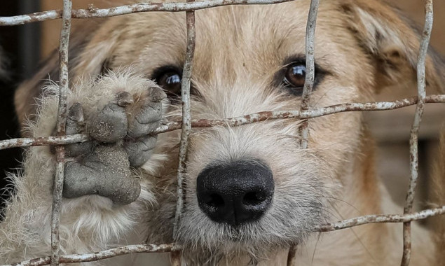 Білоцерківська міськрада оголосила конкурс на пошук ветеринарів