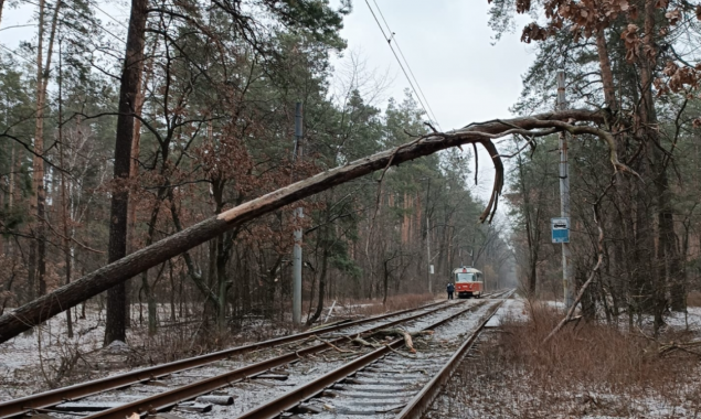 Рух трамваїв до Пущі-Водиці заблокувало повалене дерево