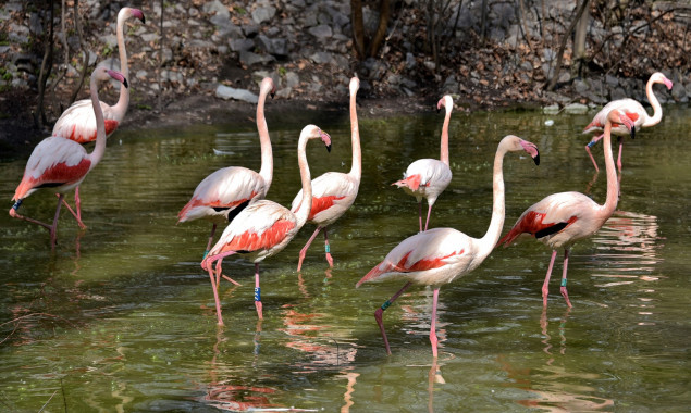 Два десятки рожевих фламінго Київського зоопарку повернулись на свої літні озера (фото, відео)