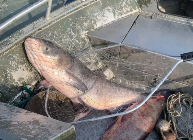 На Київщині у лютому браконьєри наловили риби на мільйон гривень (фото)