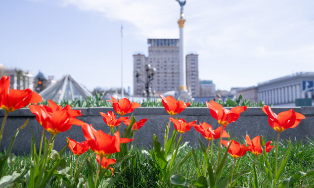 У столиці розквітли тюльпани (локації)
